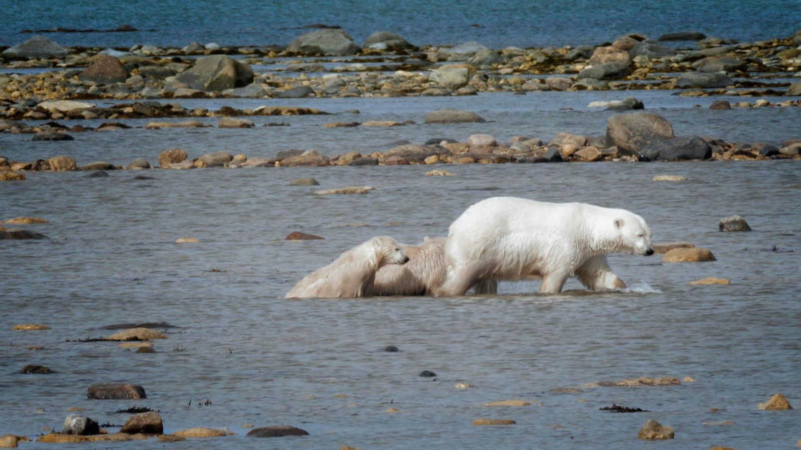 Cazadores salvajes - Wild hunters - Episodio 5: Osos - ver ahora