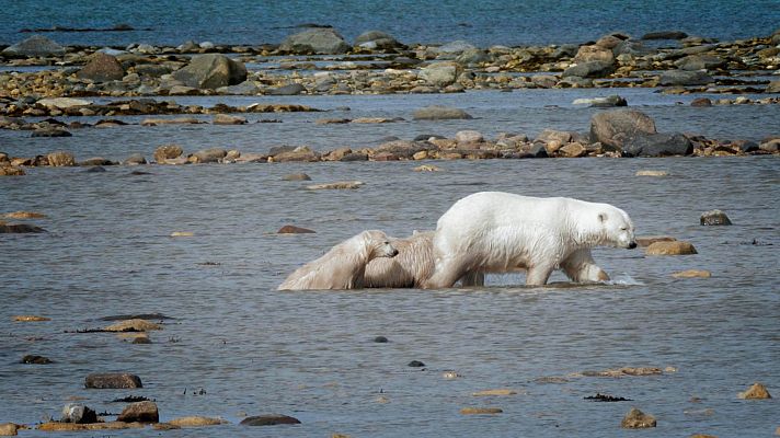 Cazadores salvajes - Osos