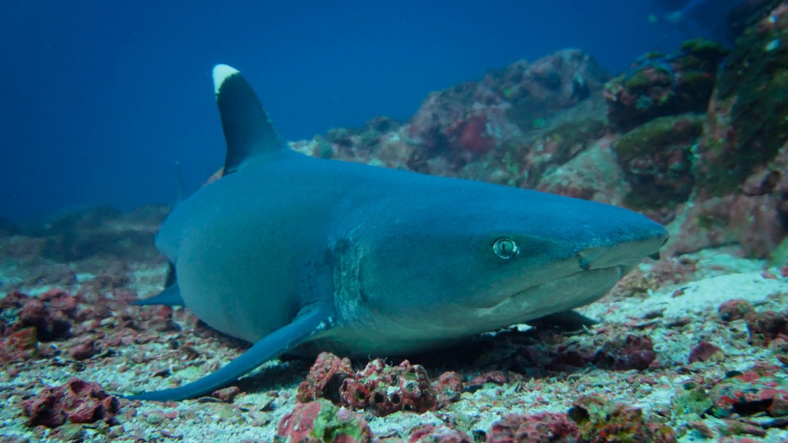 Cazadores salvajes - Wild hunters - Episodio 6: Peces - ver ahora