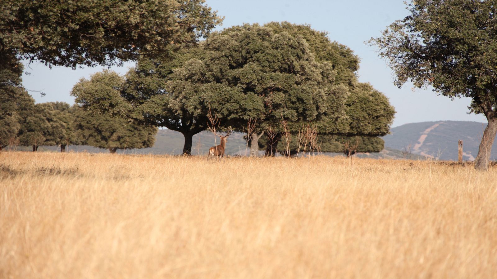 De parque en parque - Parque Nacional de Cabañeros - ver ahora
