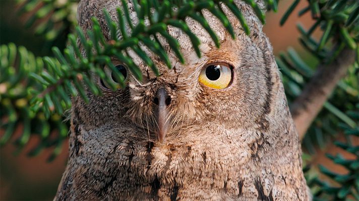 Cazadores salvajes - Búhos