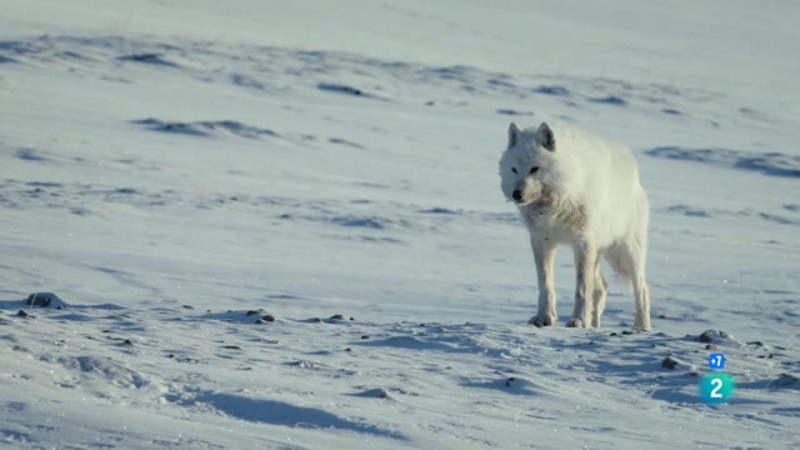 Som documentals - Llops blancs, fantasmes de l'Àrtic - Veure ara