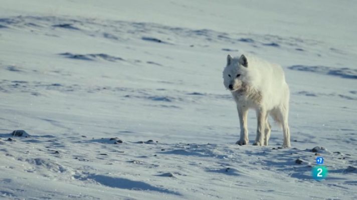 Som Documentals - Llops blancs, fantasmes de l'Àrtic