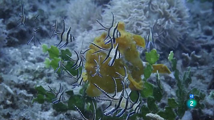 Som Documentals - Caçadors salvatges - Peixos