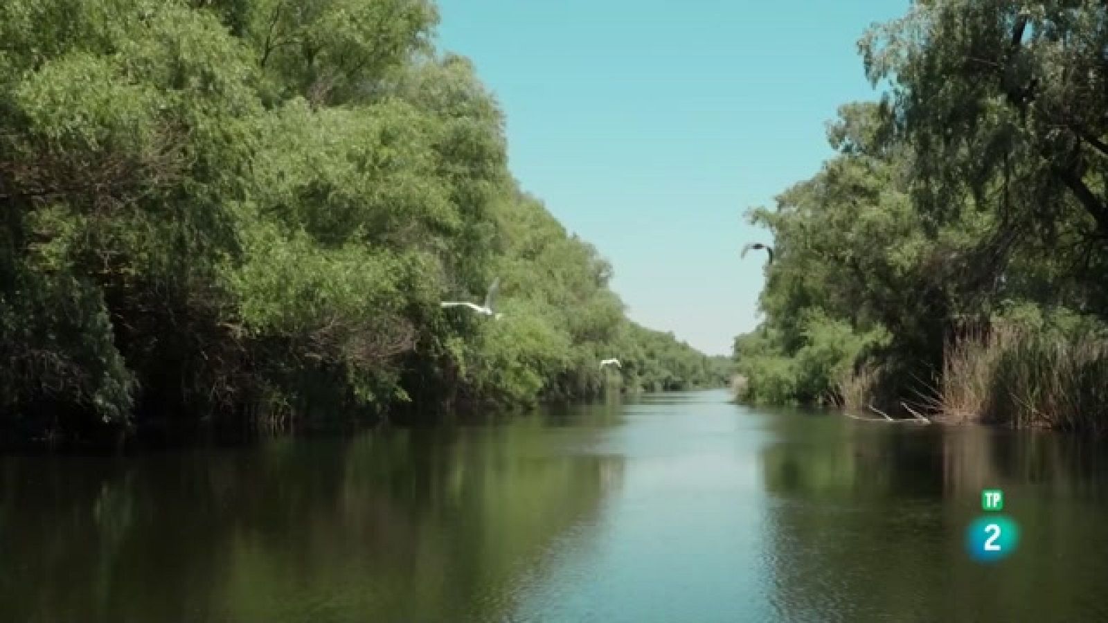 Planeta selva - Boscos de ribera, Danubi - Veure ara