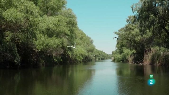 Som Documentals - Boscos de ribera, Danubi