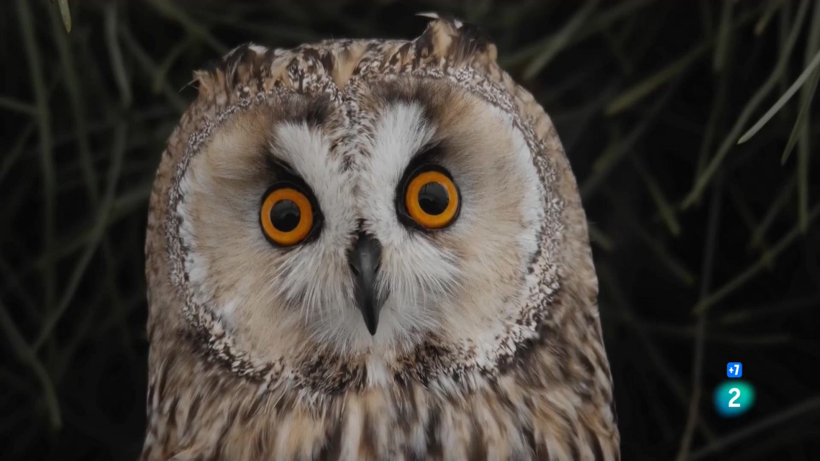 Caçadors salvatges - Wild hunters - Episodi 9: Mussols - Veure ara