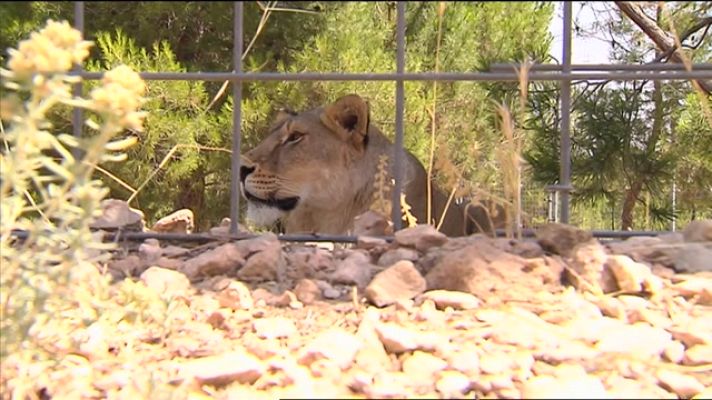 L'informatiu - Comunitat Valenciana - 50 años de lucha por el bienestar animal y el rescate de especies exóticas