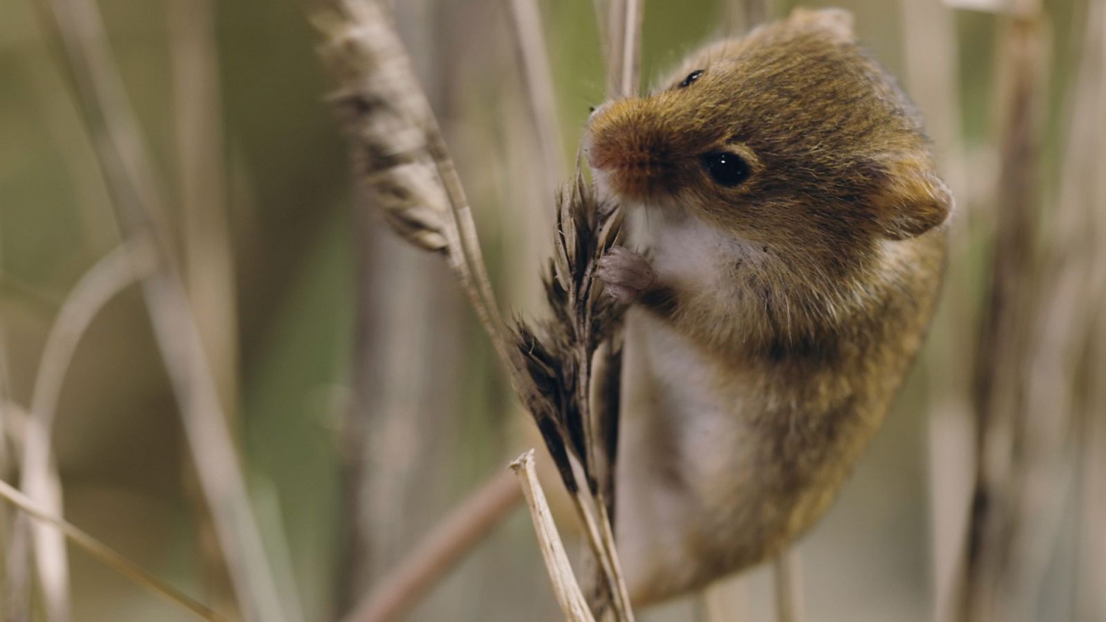 Supervivencia extrema - Episodio 1: La vida en miniatura - ver ahora