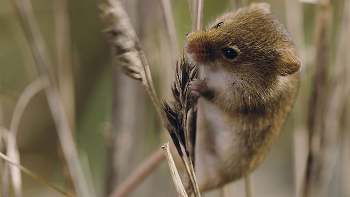 Supervivencia extrema - La vida en miniatura