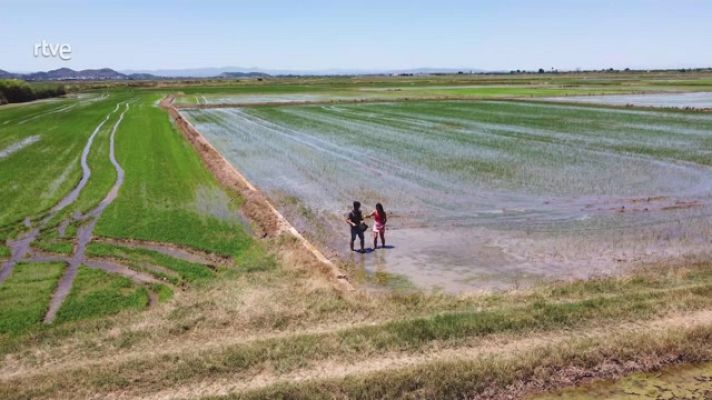 Aquí la Tierra - Cultivo de arroz con agua de la Albufera