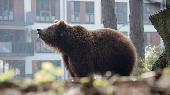 Telediario 1 - El oso pardo, cada vez más cerca de los pueblos debido al calentamiento global