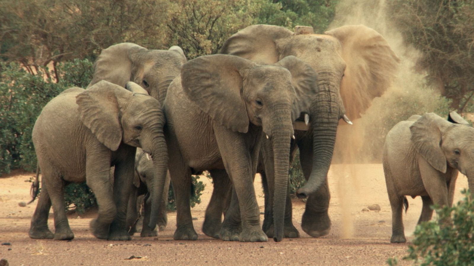 Supervivencia extrema - Episodio 2: Gigantes - ver ahora