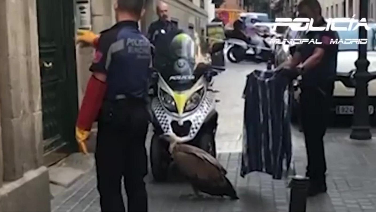 La Policía rescata a un buitre desorientado en el centro de Madrid