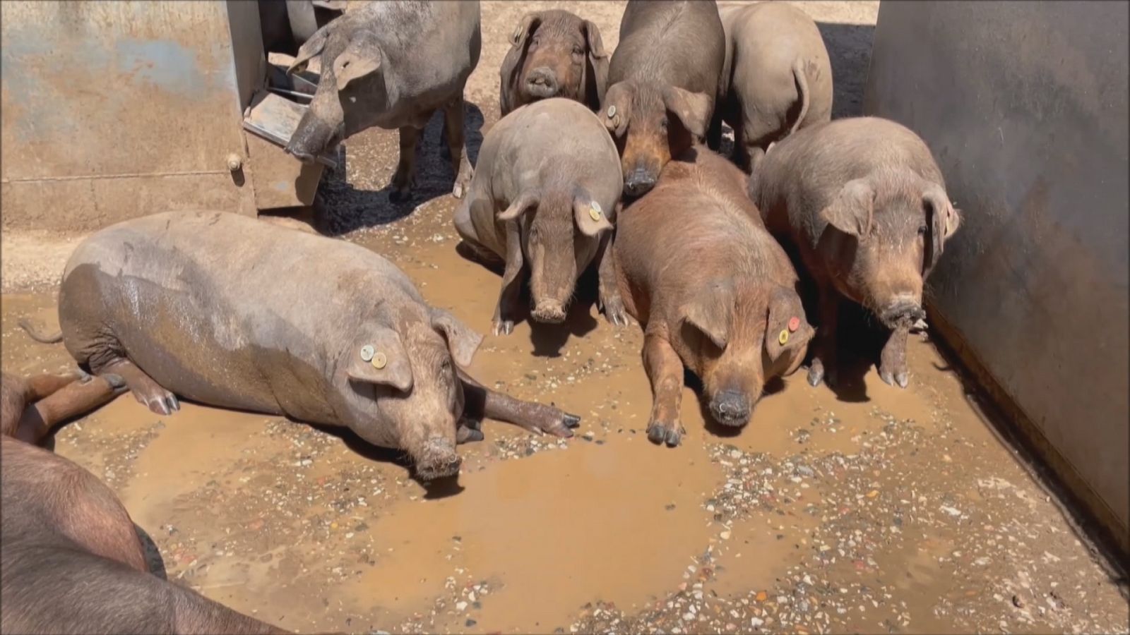 Agricultores y ganaderos al límite - Ver ahora