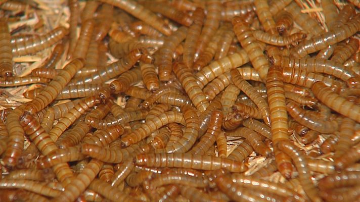 Telexornal - Galicia - Vermes: a proteína do futuro que se cría en Ponteareas