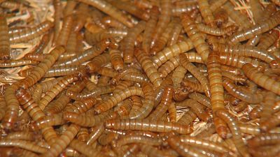 Vermes: a prote�na do futuro que se cr�a en Ponteareas