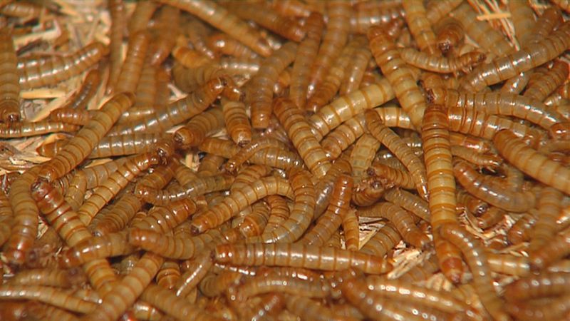 Vermes: a proteína do futuro que se cría en Ponteareas