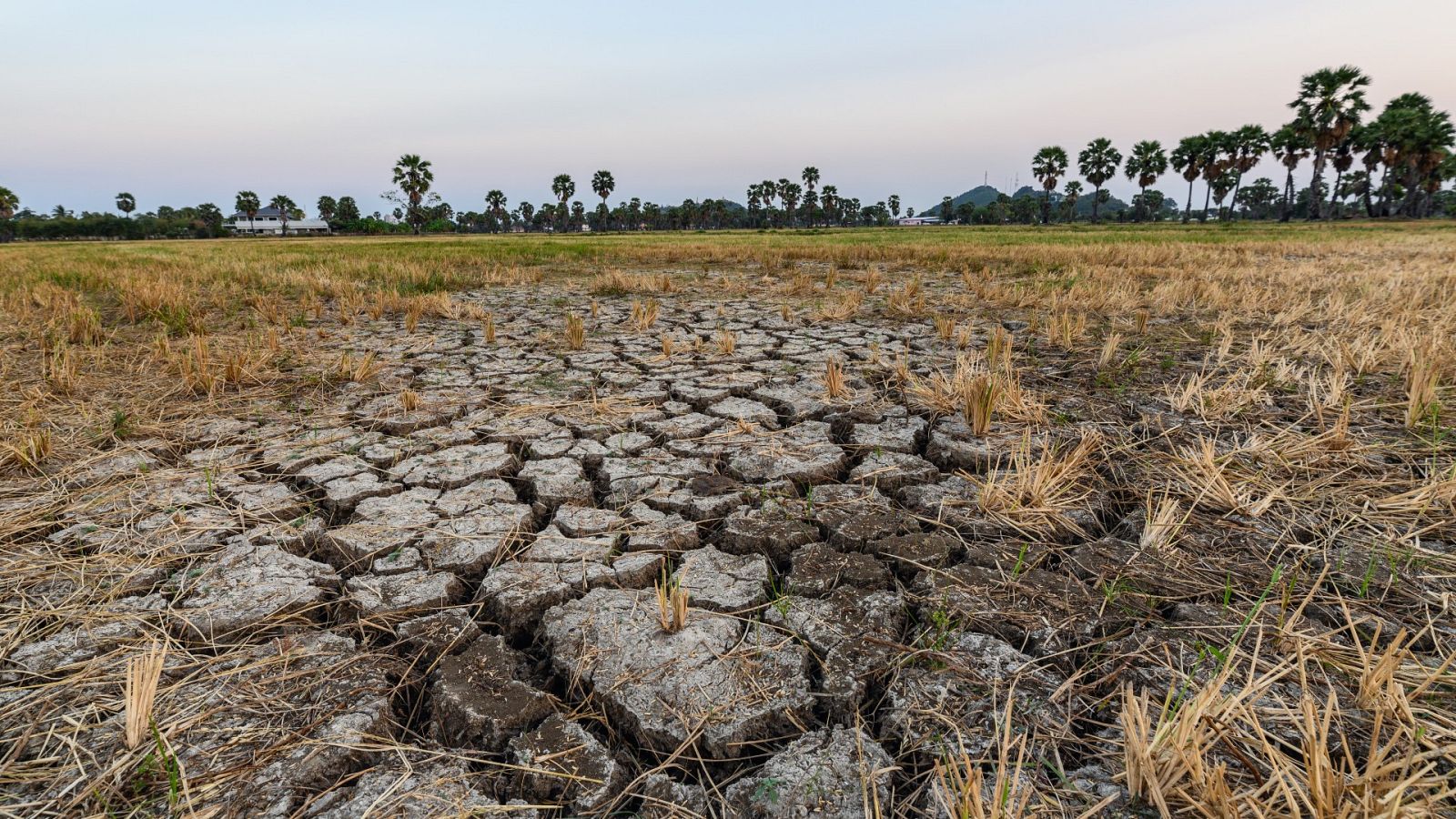 El sector del campo en España se viene abajo por una sequía que no cesa y afecta a cultivos en toda España.