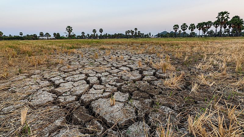 La sequía y el calor empeoran la situación del campo y provocan pérdidas en las cosechas de toda España