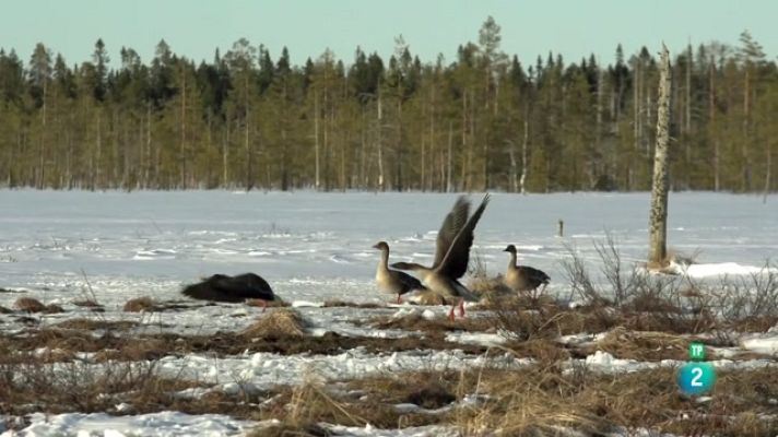 Som Documentals - Aiguamolls feréstecs