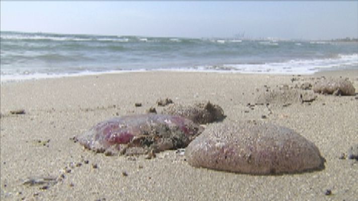 Noticias Andalucía - Vuelven las medusas