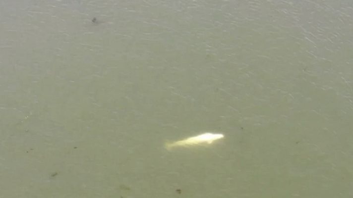 Telediario 1 - Avistan una ballena beluga en el río Sena, desorientada y baja de peso