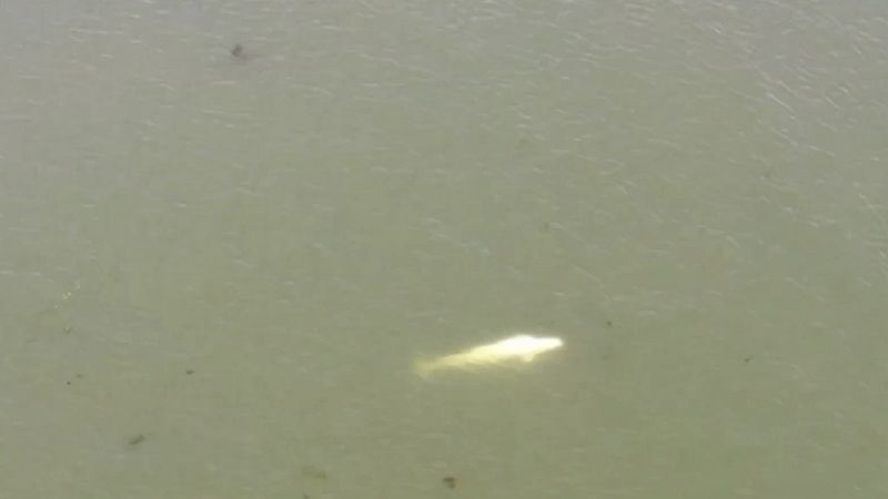 Avistan una ballena beluga en el río Sena, desorientada y baja de peso