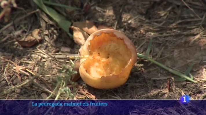 L'Informatiu - Els pagesos de Ponent avaluen els danys de les últimes pluges