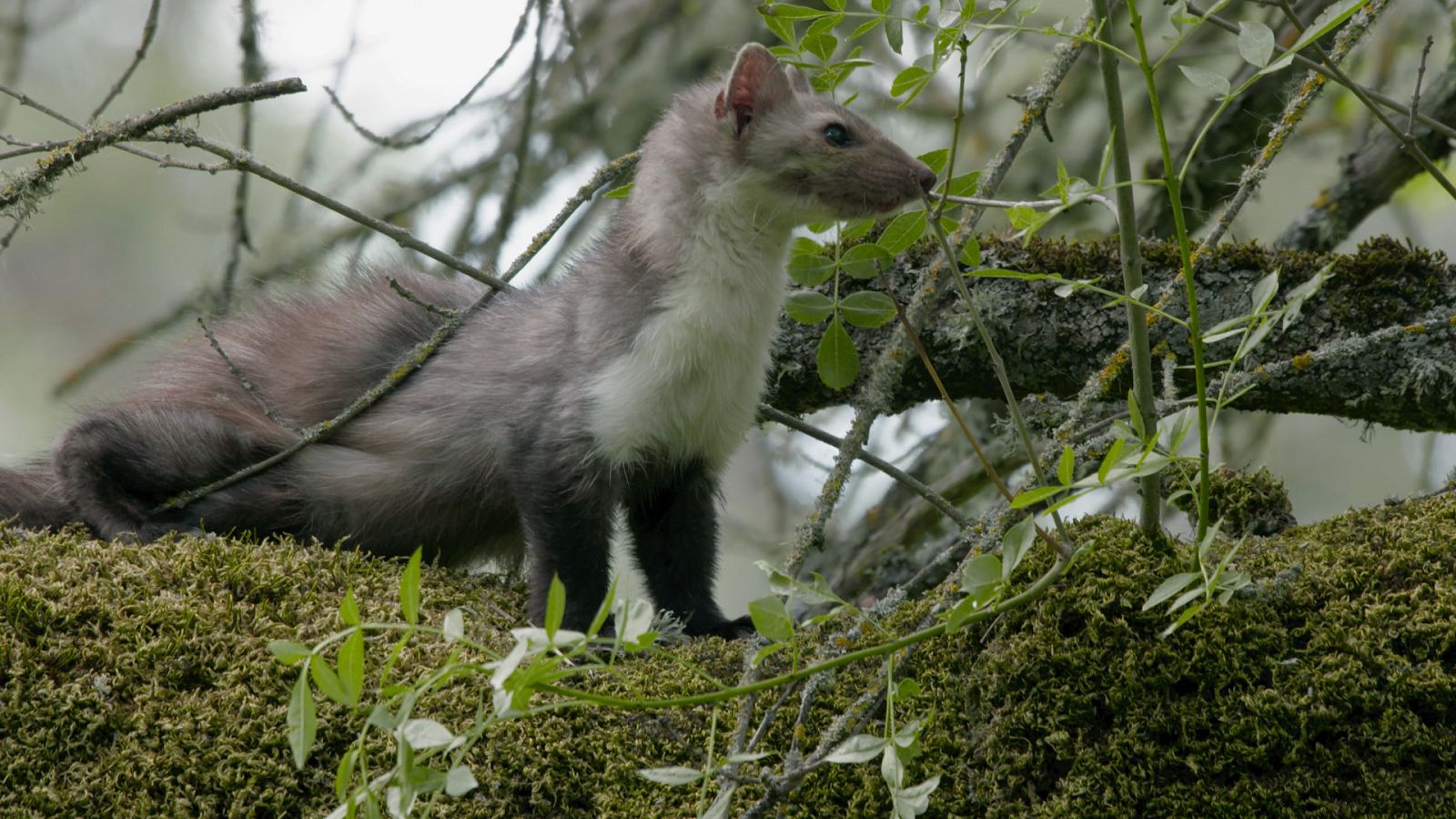 Cazadores salvajes - Wild hunters - Episodio 11: Hurones y mapaches - ver ahora