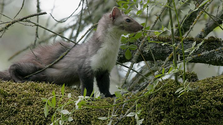  - Hurones y mapaches