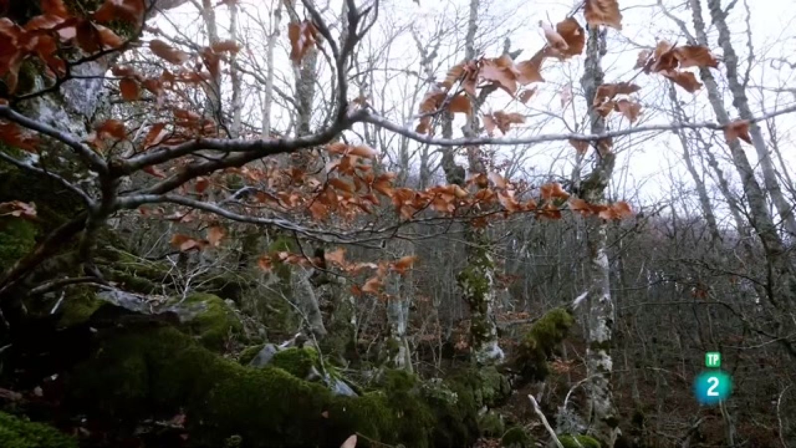 Planeta Selva - Bosc caducifoli