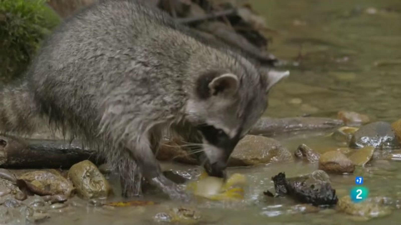 Caçadors salvatges - Wild hunters - Els mustèlids