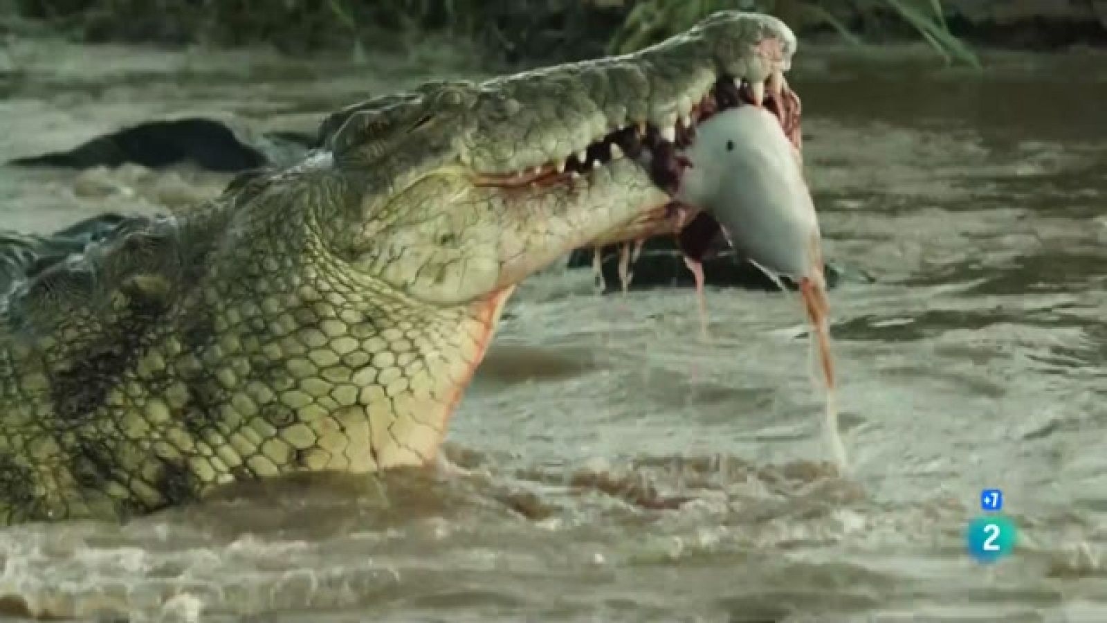 Caçadors salvatges - Wild hunters -  Caçadors