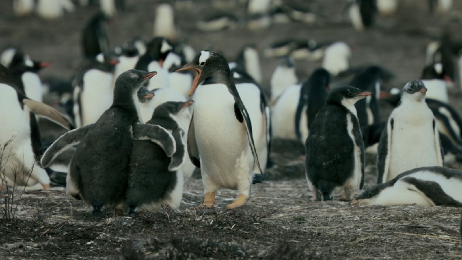 Supervivencia extrema - Episodio 6: Los retos de la vida - Ver ahora