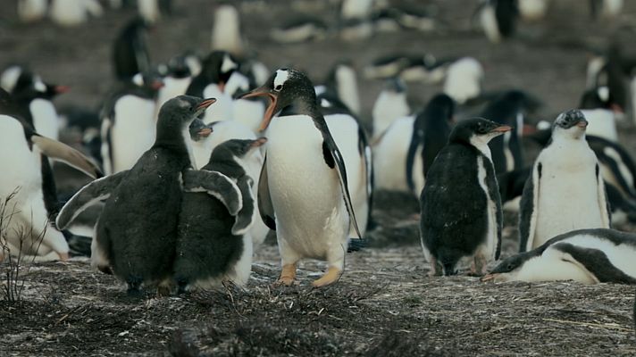 Supervivencia extrema - Los retos de la vida