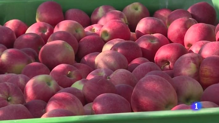 L'Informatiu - A Girona, baixa la producció de poma, però serà més dolça per la calor
