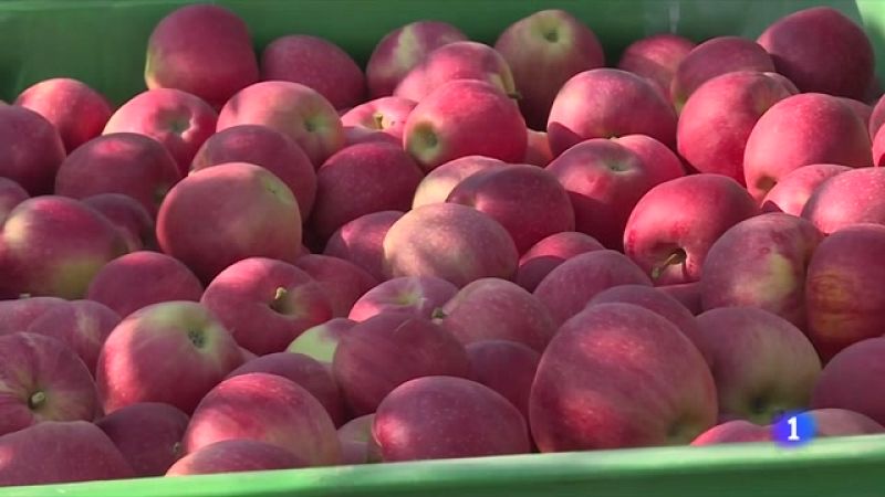 A Girona, baixa la producció de poma, però serà més dolça per la calor