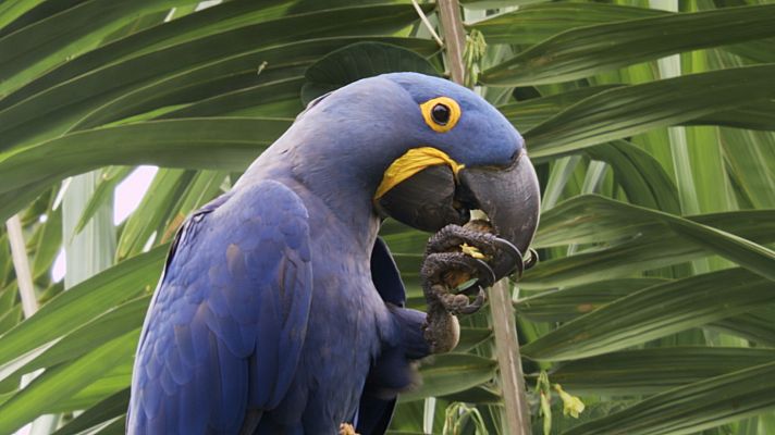 Supervivencia extrema - La vida en los árboles