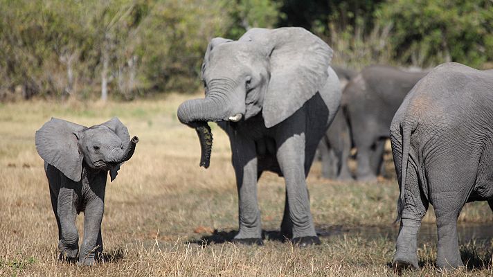 El lado salvaje de África - Supervivientes natos