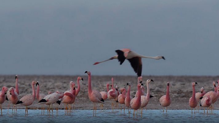 Luchadores salvajes - La lucha por la vida