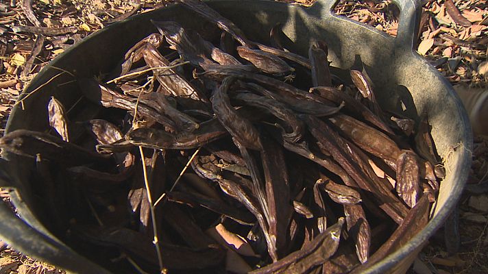 L'informatiu - Comunitat Valenciana - El elevado precio de la algarroba ha multiplicado los robos