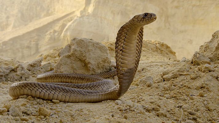 Supervivencia extrema - Defensas animales