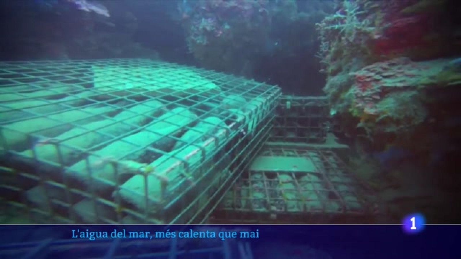 Es perd una quarta part de la collita de musclos del Delta