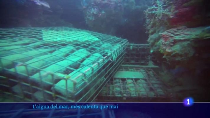 L'Informatiu - Es perd una quarta part de la collita de musclos del Delta