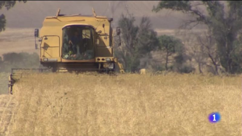 Campaña del garbanzo en Andalucía - Noticias Andalucía | Ver