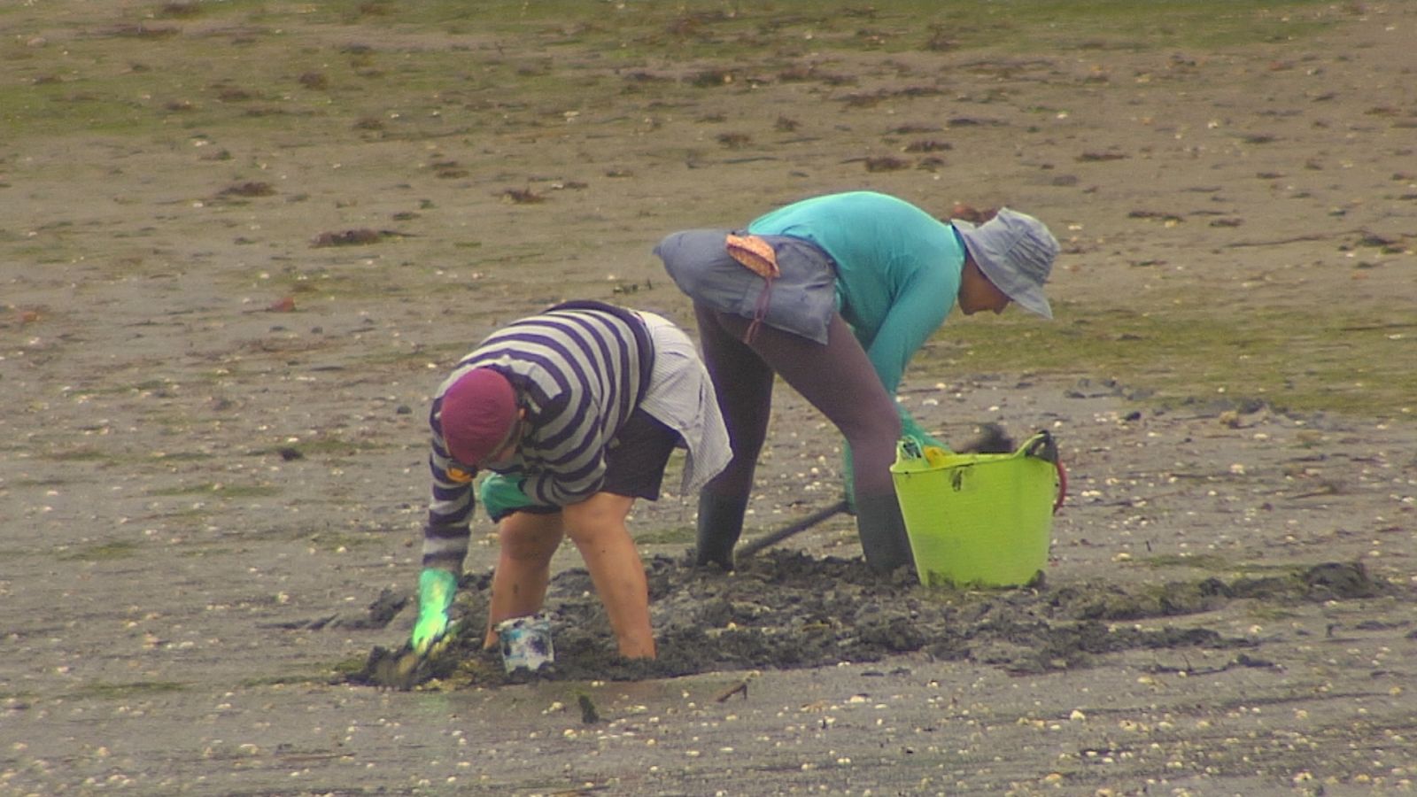 Preocupación no marisqueo polo descenso da produtividade das rías