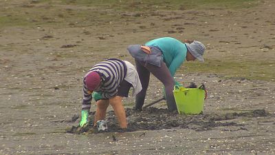 Preocupaci�n no marisqueo polo descenso da produtividade das r�as