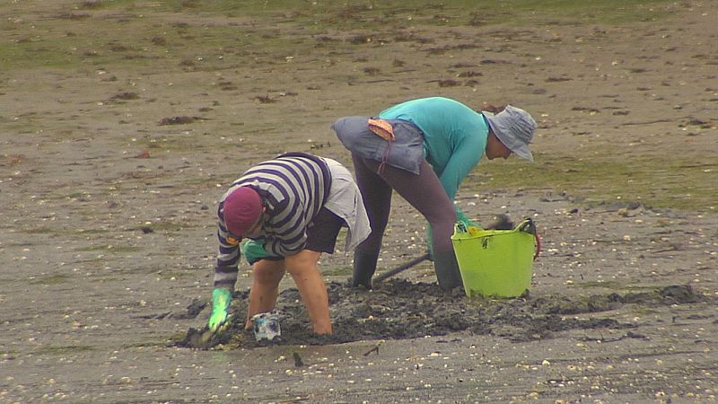 Preocupación no marisqueo polo descenso da produtividade das rías