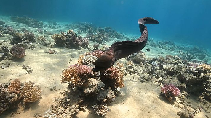 Supervivencia extrema - Animales de sangre fría